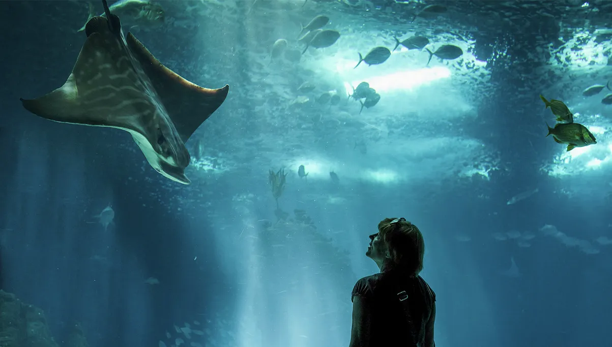 Discover sea life at Oceanarium